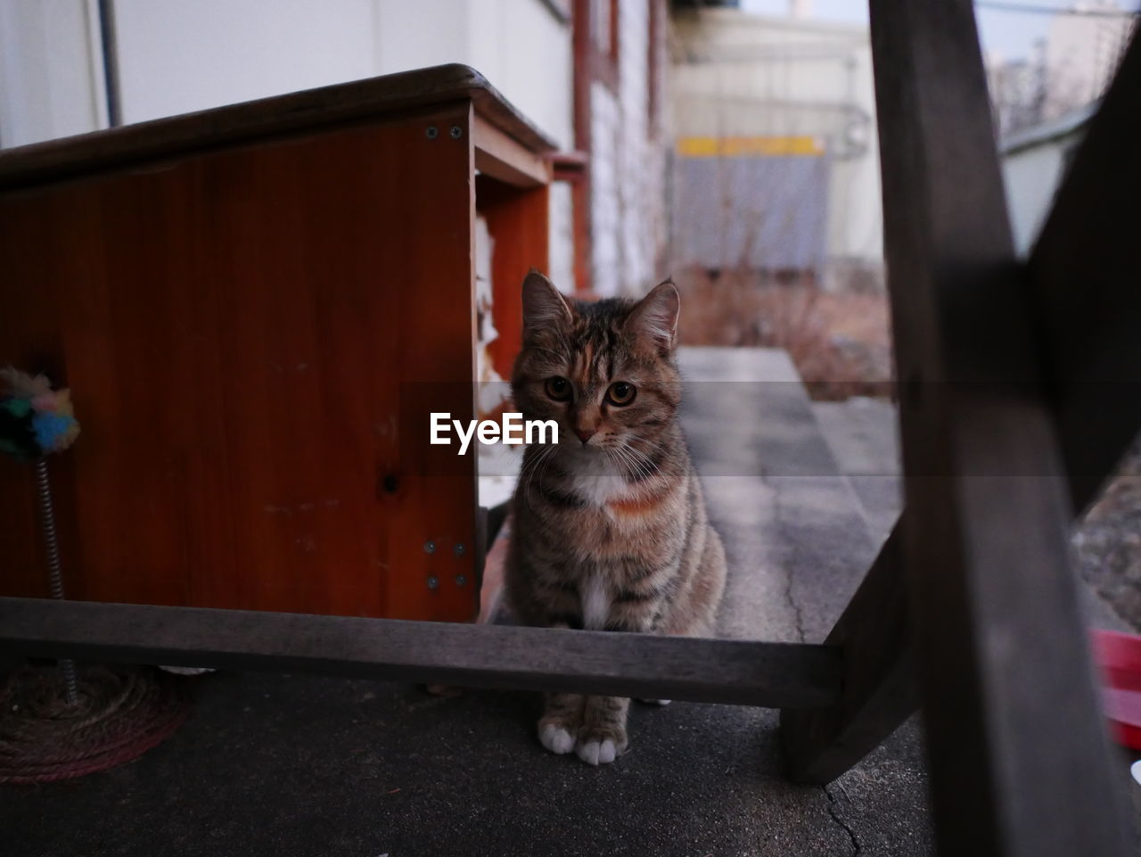 CLOSE-UP OF CAT SITTING ON SHELF