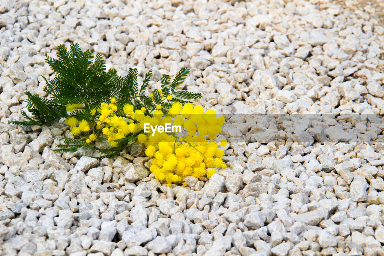 CLOSE-UP OF YELLOW FLOWERS GROWING ON PLANT