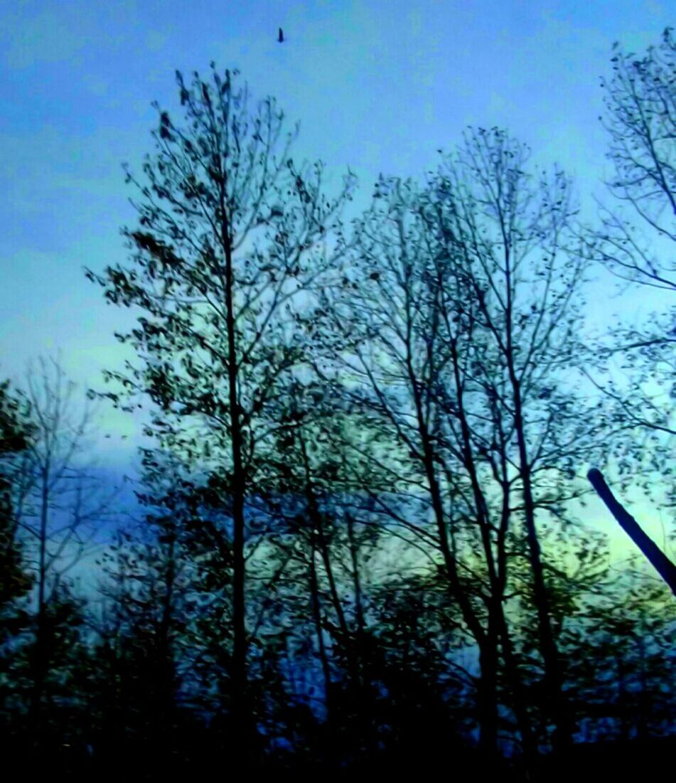 LOW ANGLE VIEW OF TREES AGAINST SKY