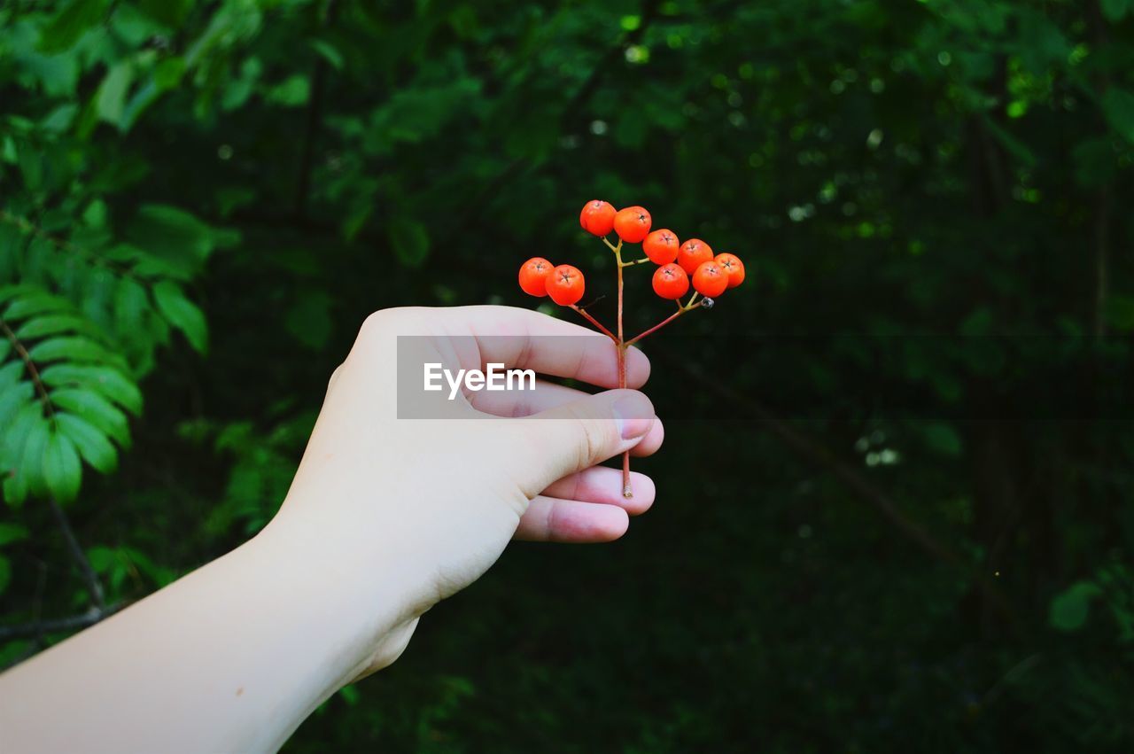 Cropped hand of girl holding berries against trees