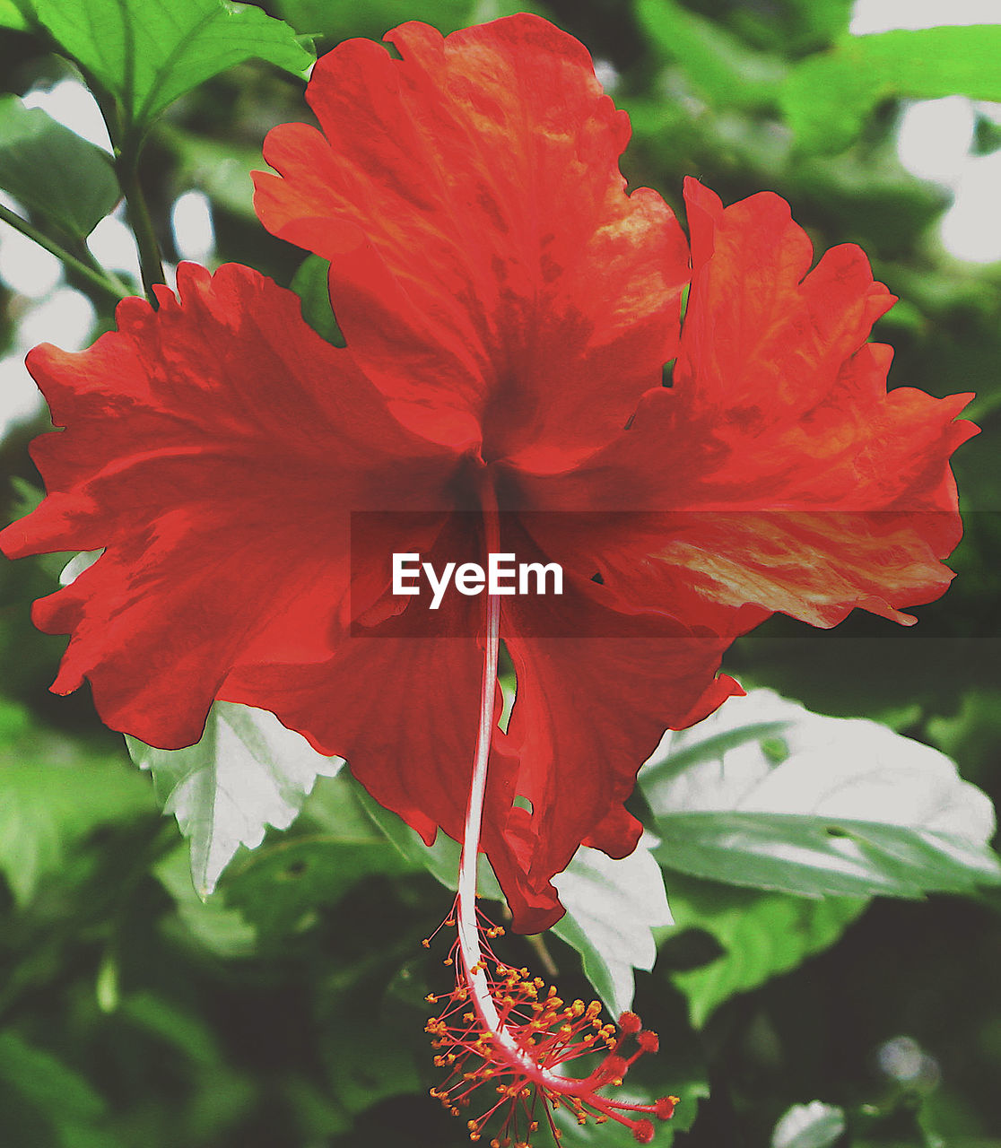 CLOSE-UP OF RED FLOWERS