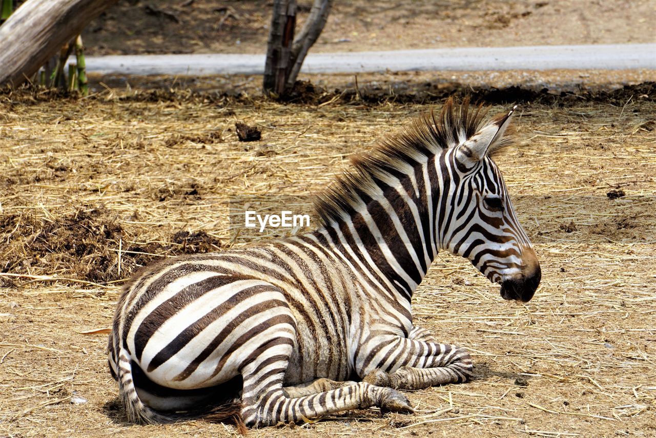 Zebra in a zoo