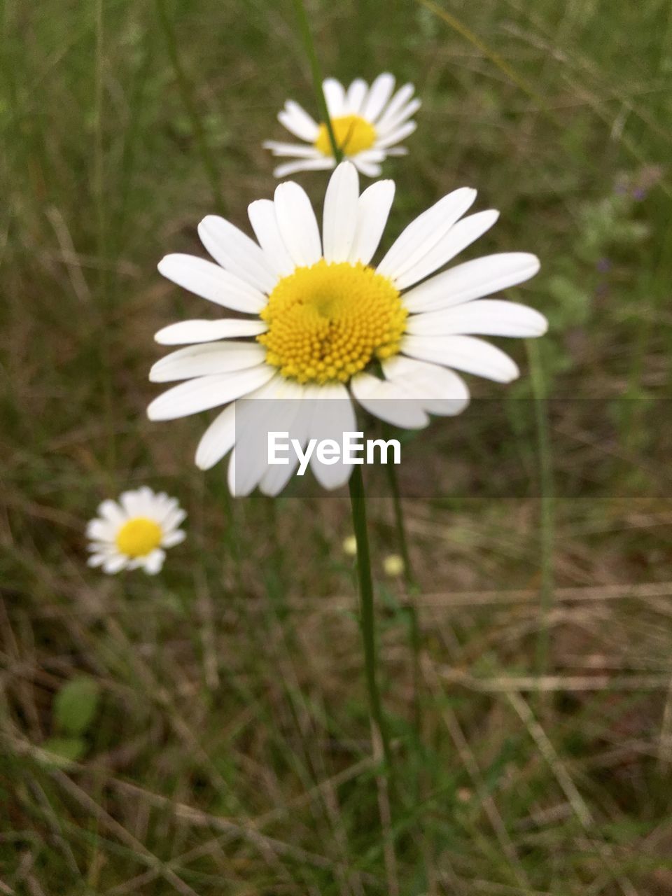 CLOSE-UP OF WHITE DAISY BLOOMING OUTDOORS