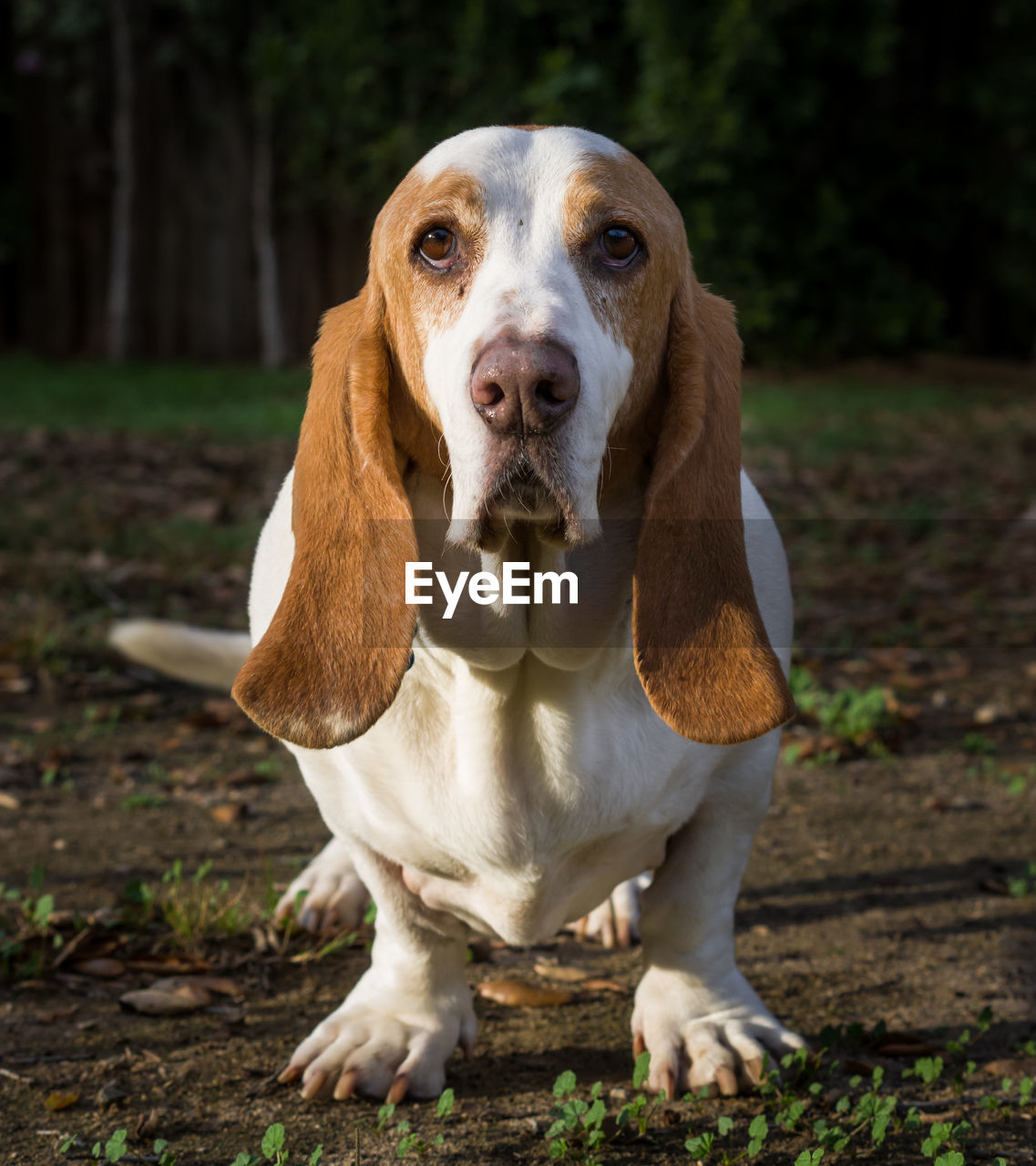 Close-up of basset hound on field