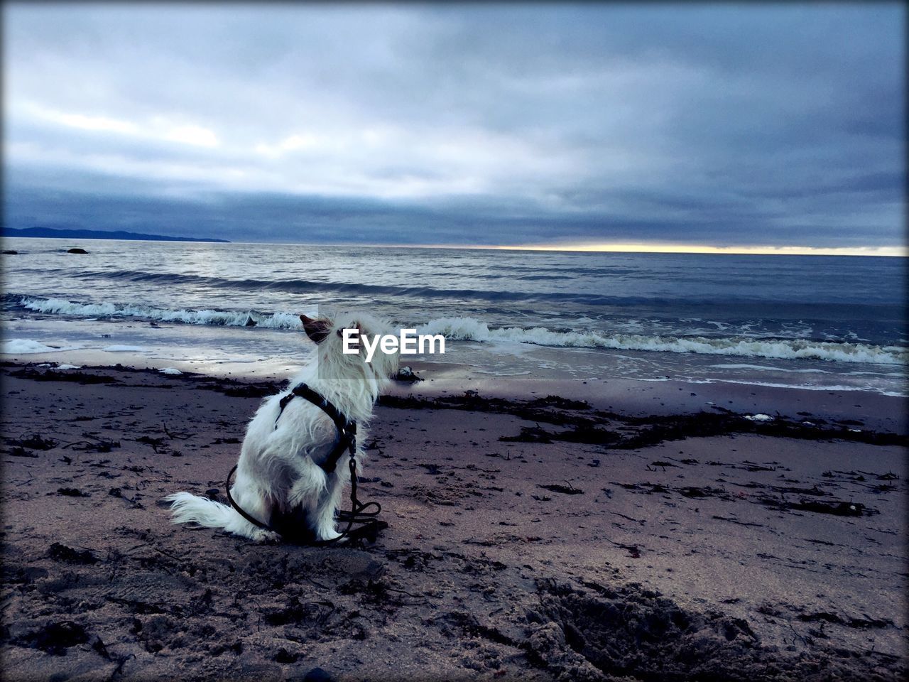 Dog on beach against cloudy sky