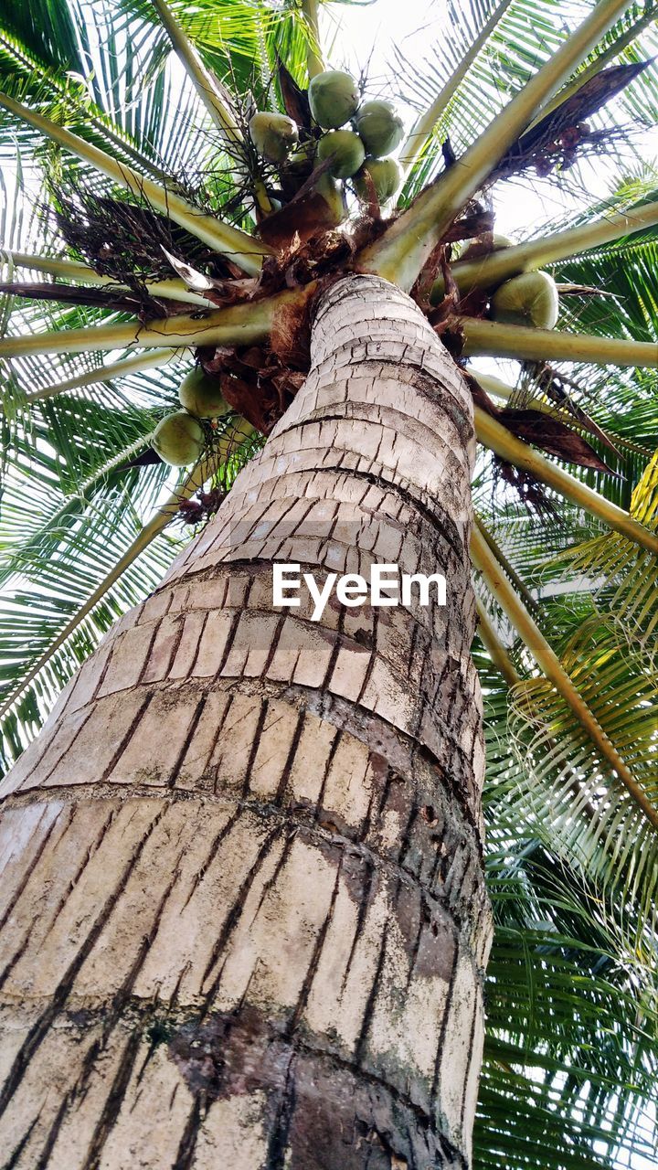 LOW ANGLE VIEW OF PALM TREE AGAINST PLANTS