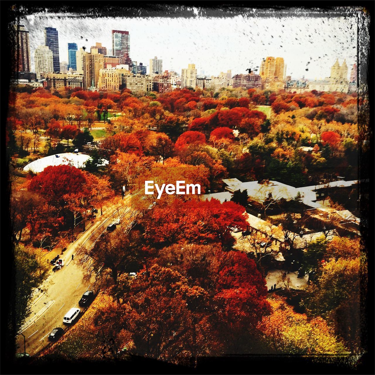 HIGH ANGLE VIEW OF TREES AND BUILDINGS DURING AUTUMN