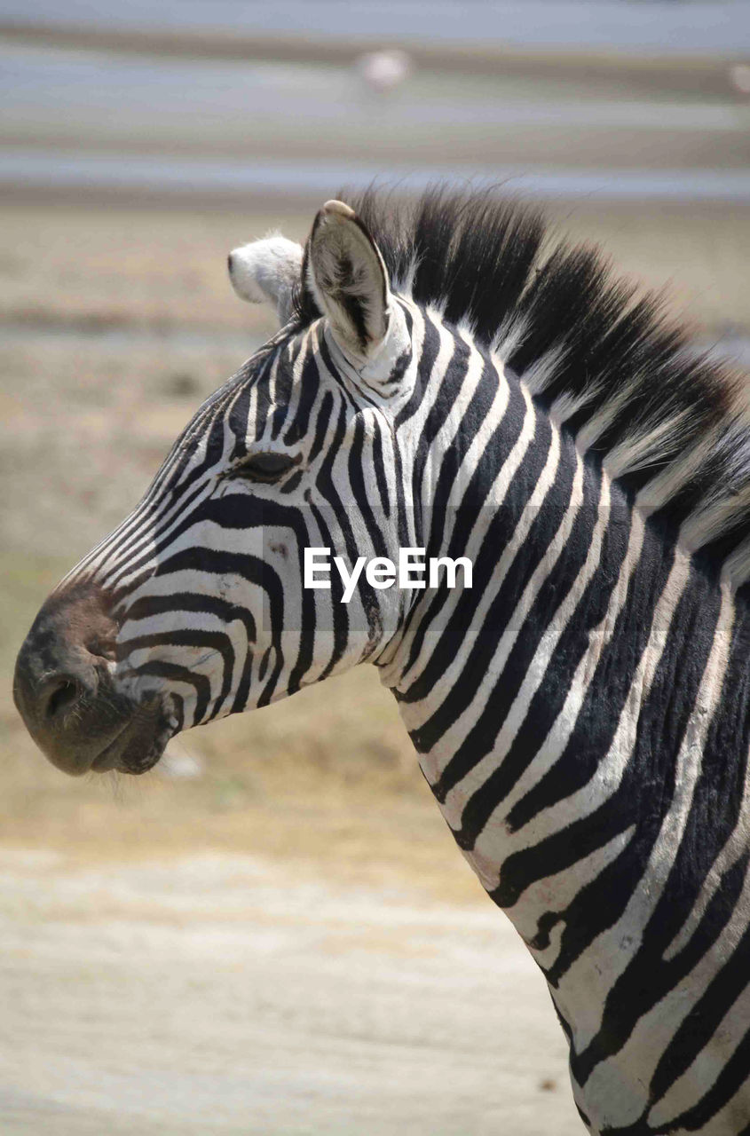 Close-up of zebra