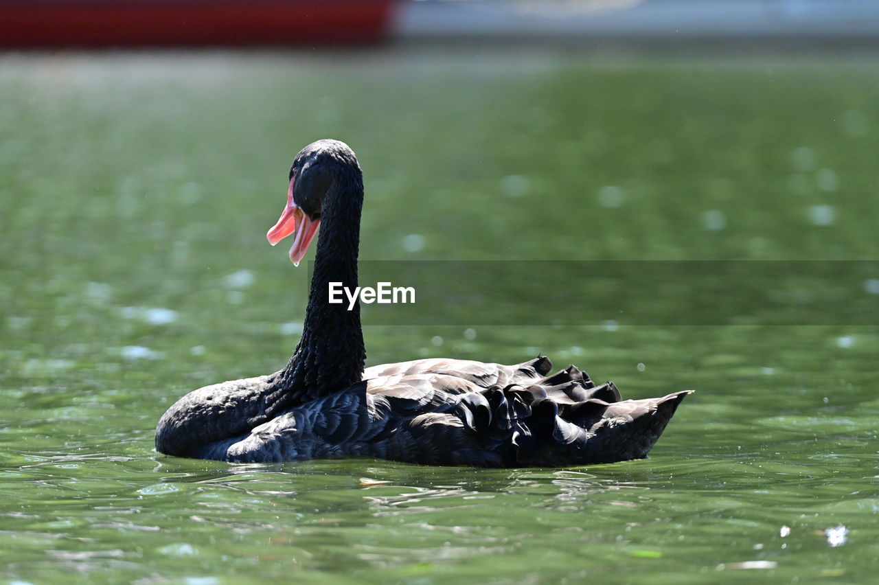 animal themes, animal, black swan, animal wildlife, wildlife, bird, water, lake, water bird, swan, ducks, geese and swans, swimming, one animal, nature, beak, black, duck, day, no people, goose, outdoors, focus on foreground