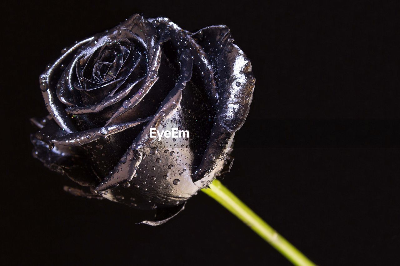 Close-up of wet rose against black background