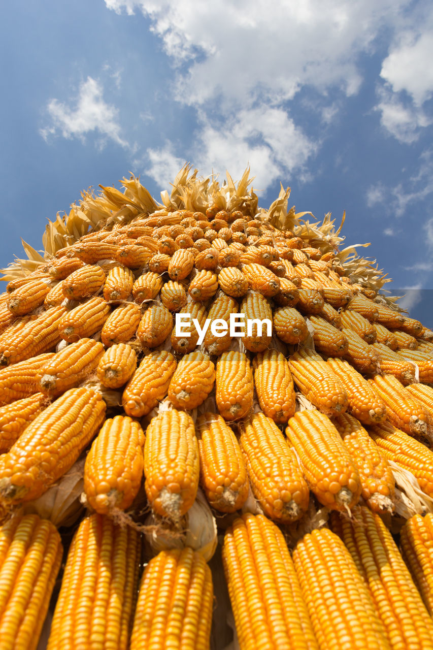 low angle view of corn