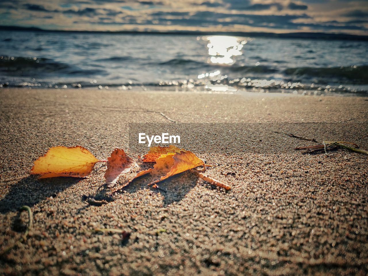 CLOSE-UP OF LEAF ON SAND