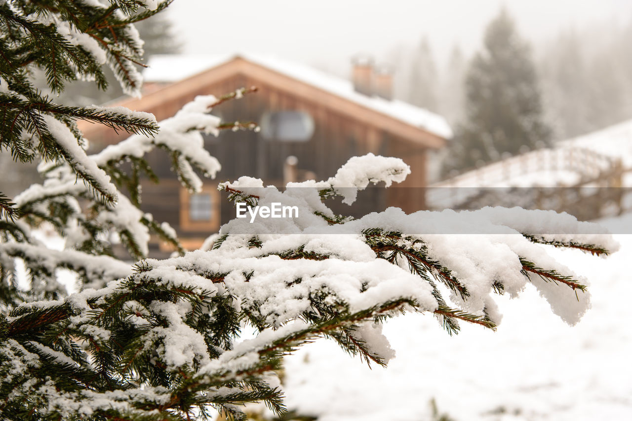 CLOSE-UP OF SNOW ON TREE AGAINST HOUSE IN WINTER