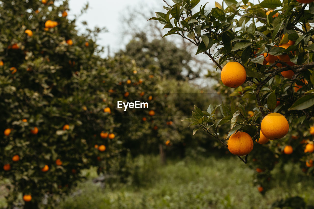 Fresh oranges in the tree