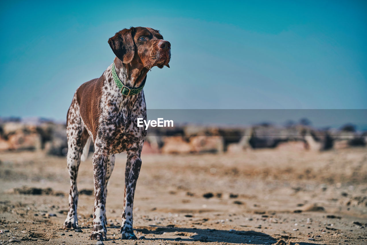 Dog running on beach against sky