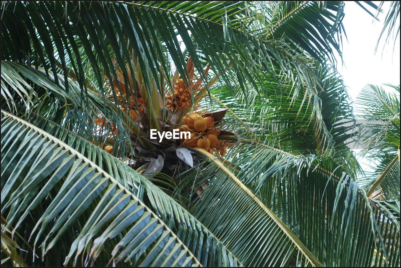 LOW ANGLE VIEW OF PALM TREES