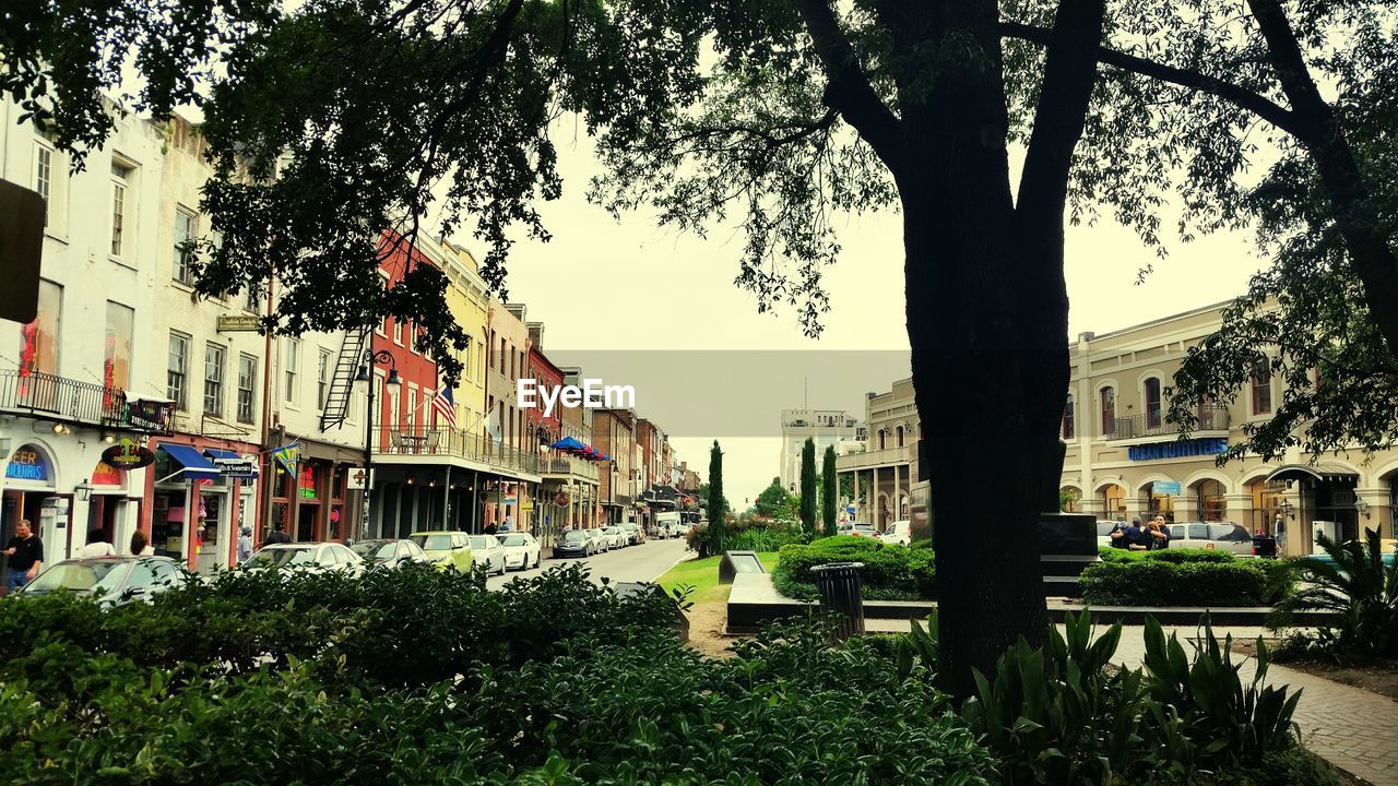 Trees with buildings in background