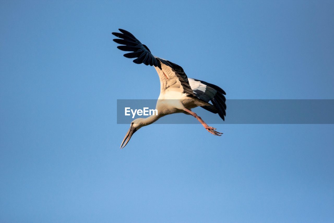 LOW ANGLE VIEW OF SEAGULL FLYING AGAINST CLEAR SKY