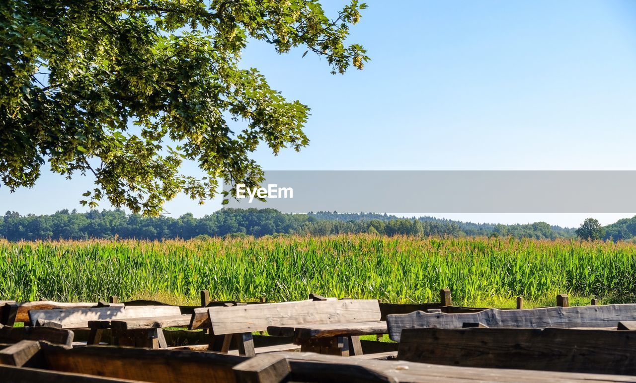 Scenic view of field against clear sky