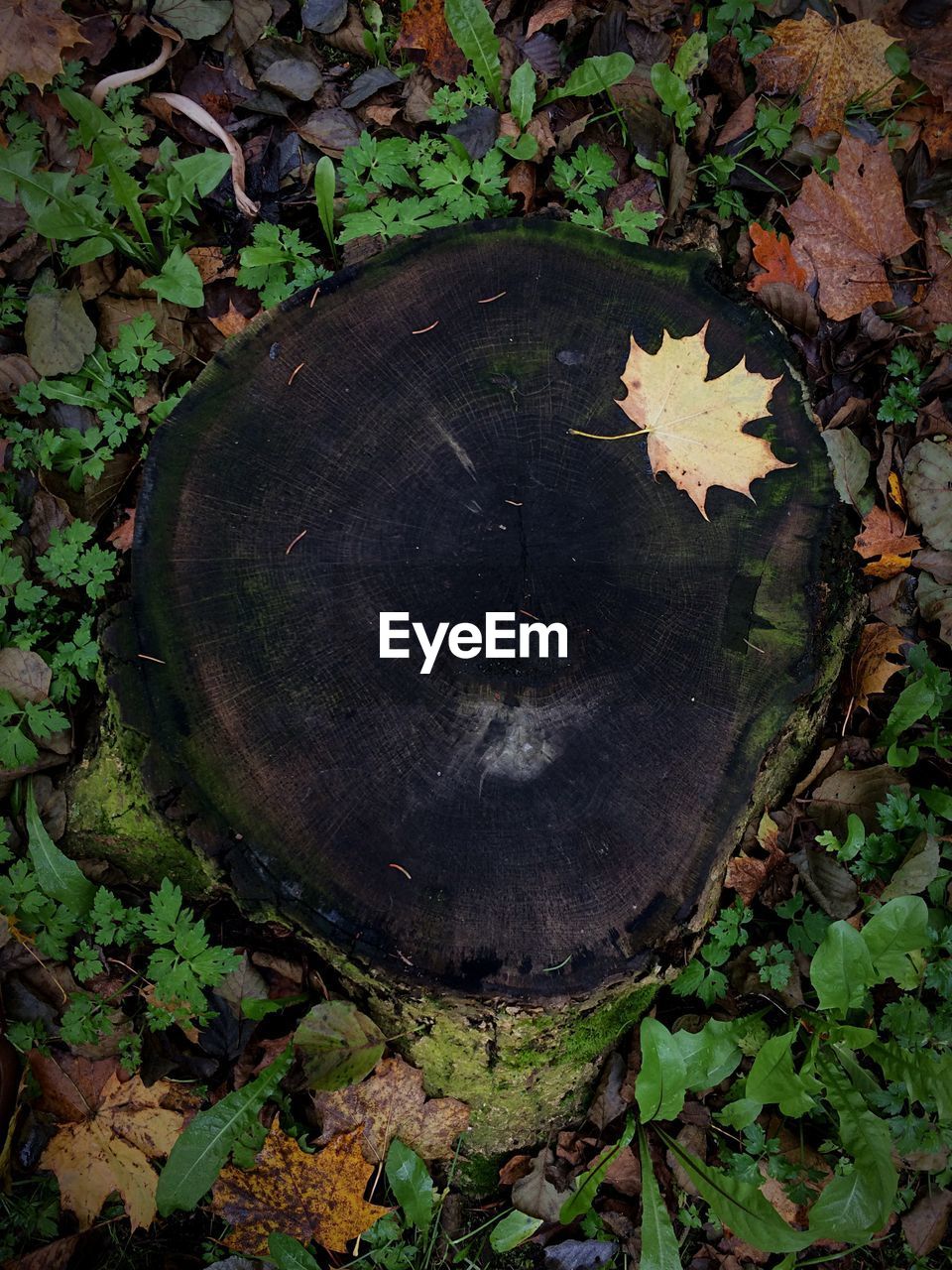 HIGH ANGLE VIEW OF TREE STUMP ON PLANT