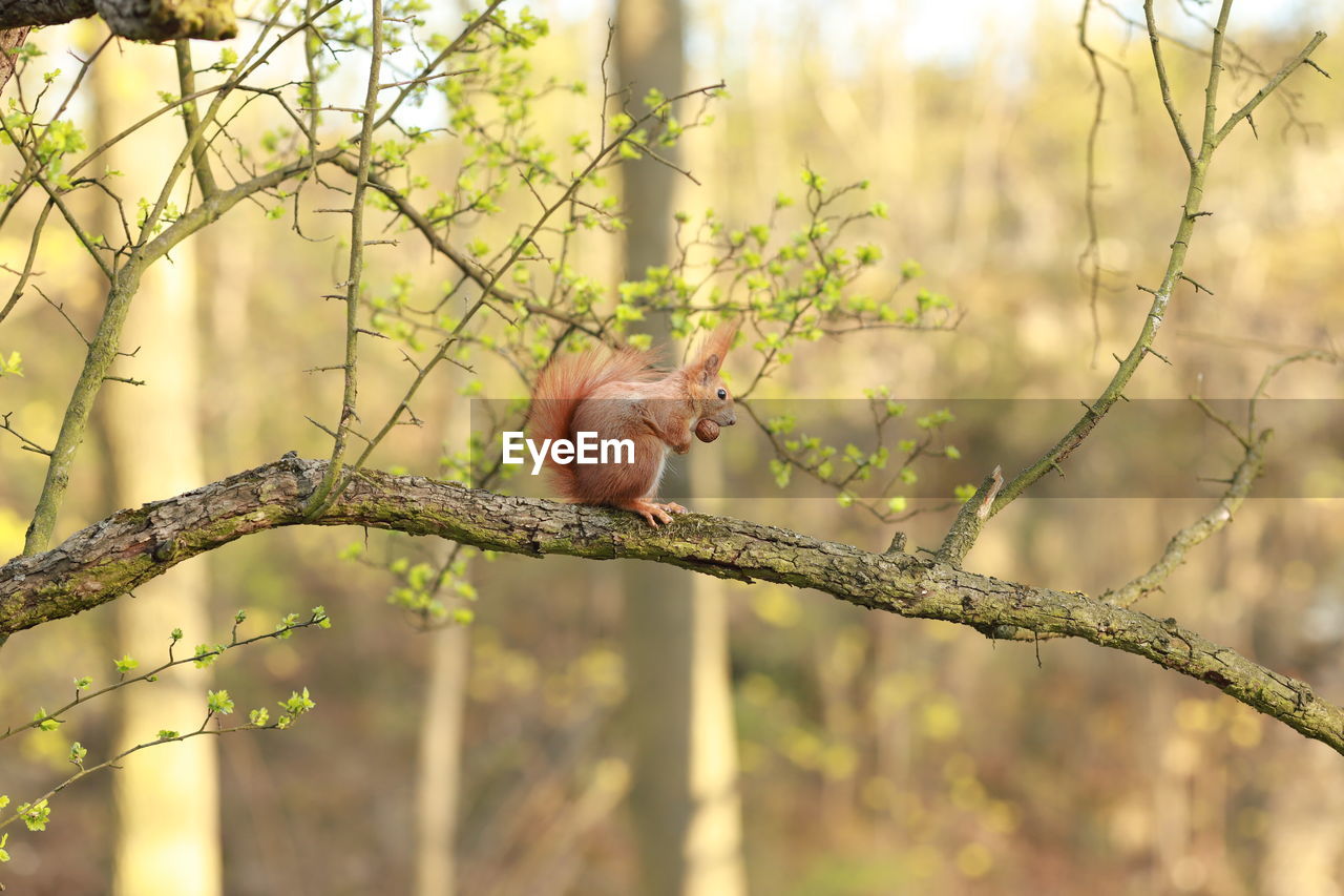 VIEW OF MONKEY ON BRANCH