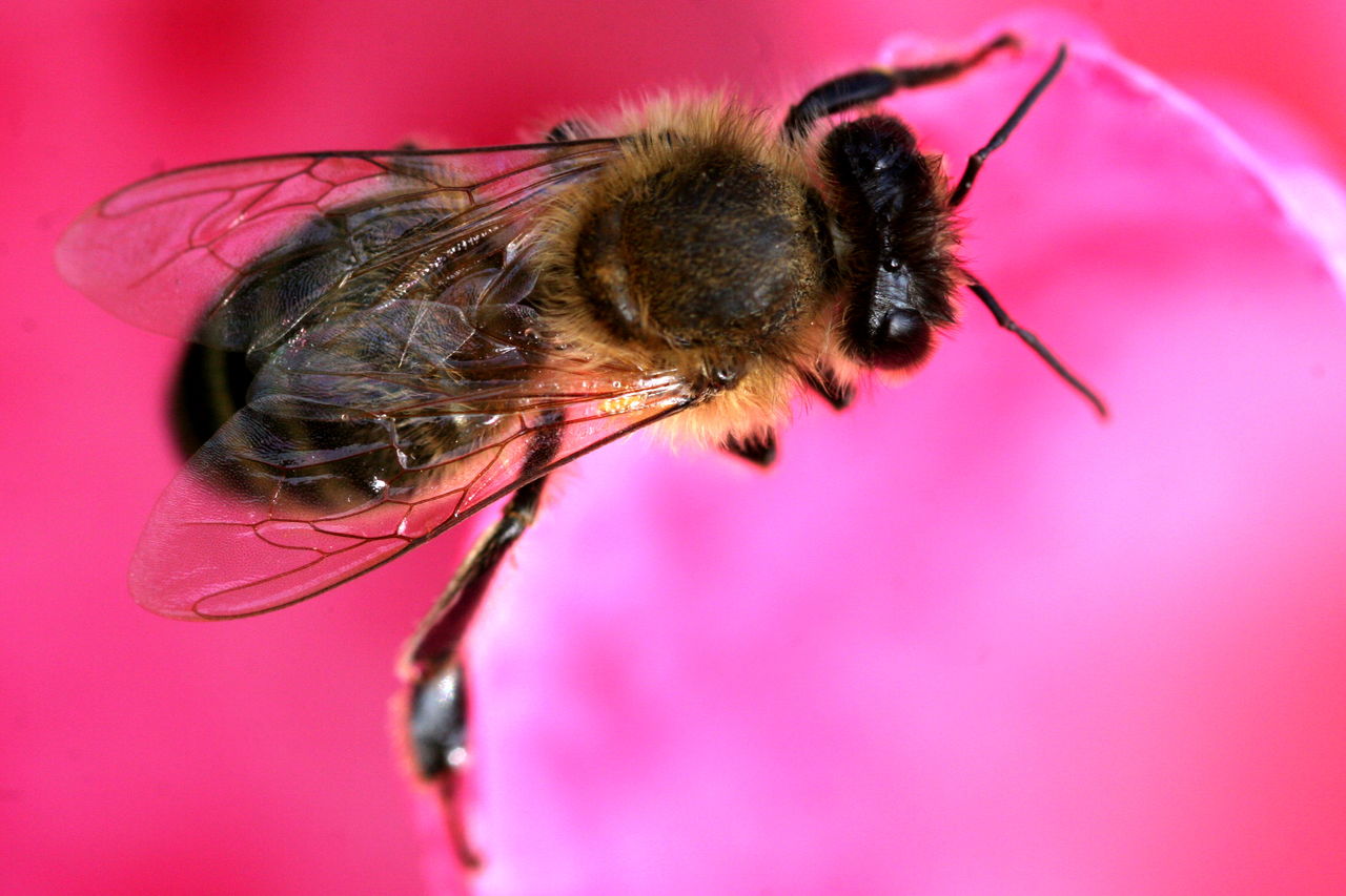 CLOSE-UP OF BEE ON FLOWER