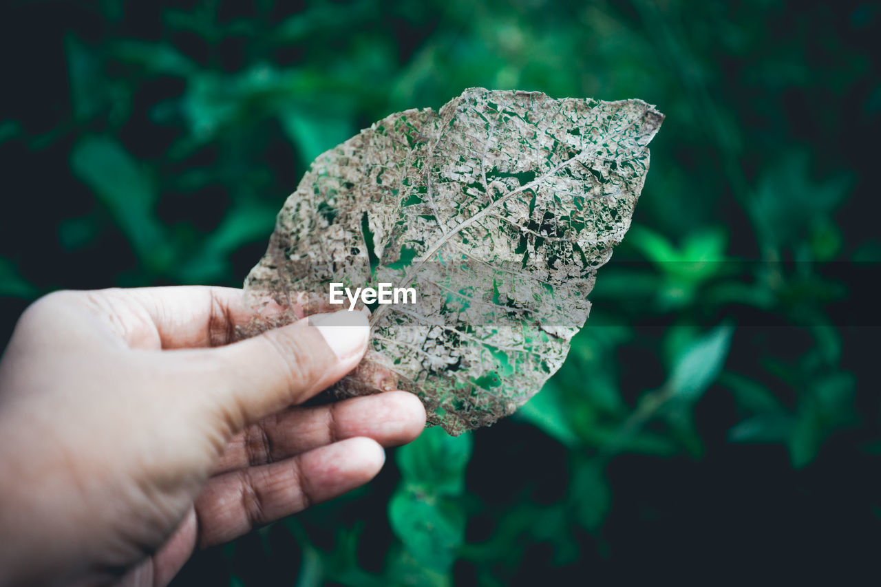 Cropped hand holding leaf