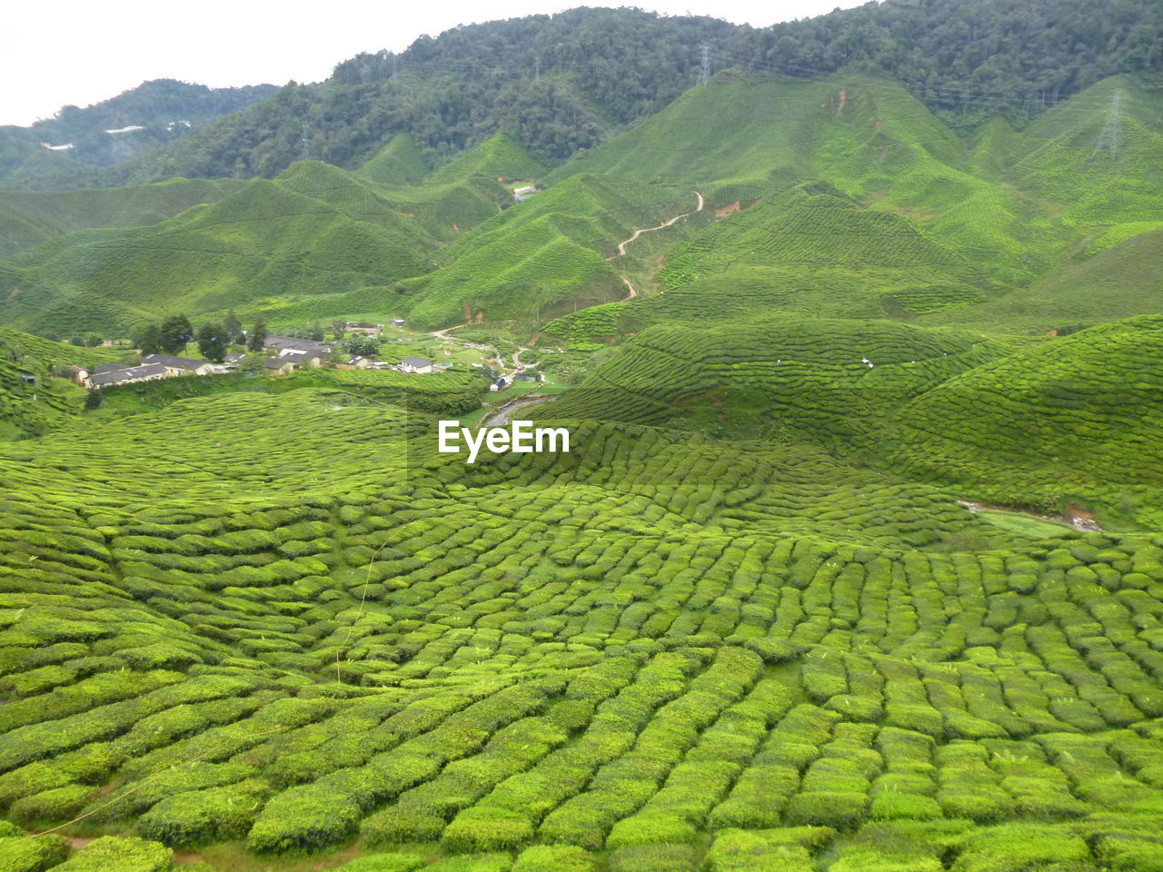 SCENIC VIEW OF FARM