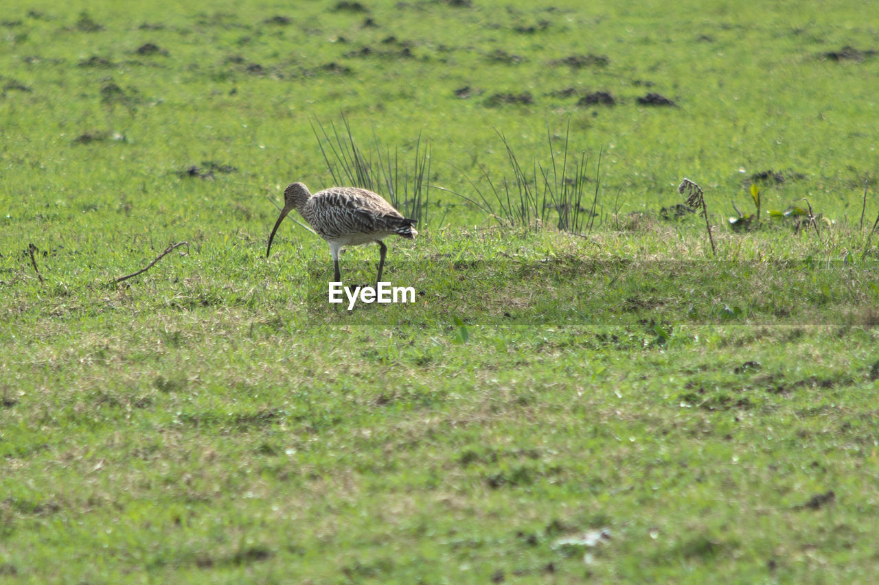 animal, animal themes, animal wildlife, wildlife, grass, bird, plant, green, grassland, prairie, field, nature, no people, wetland, land, one animal, pasture, day, meadow, outdoors, plain, environment, selective focus