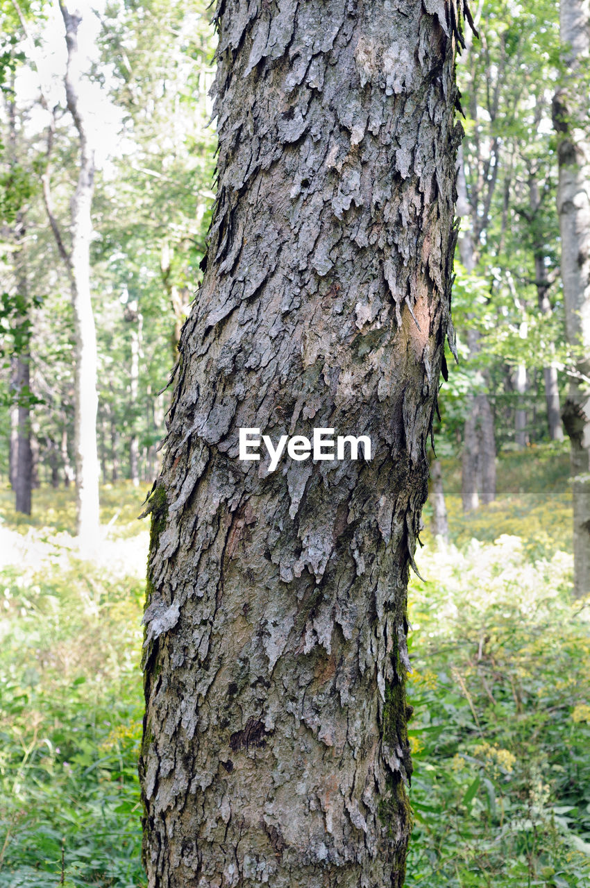 TREE TRUNK IN FOREST