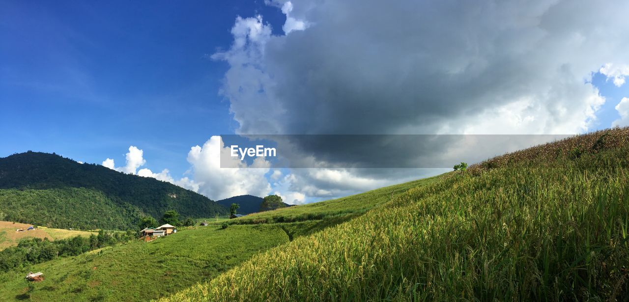 PANORAMIC VIEW OF FIELD AGAINST SKY