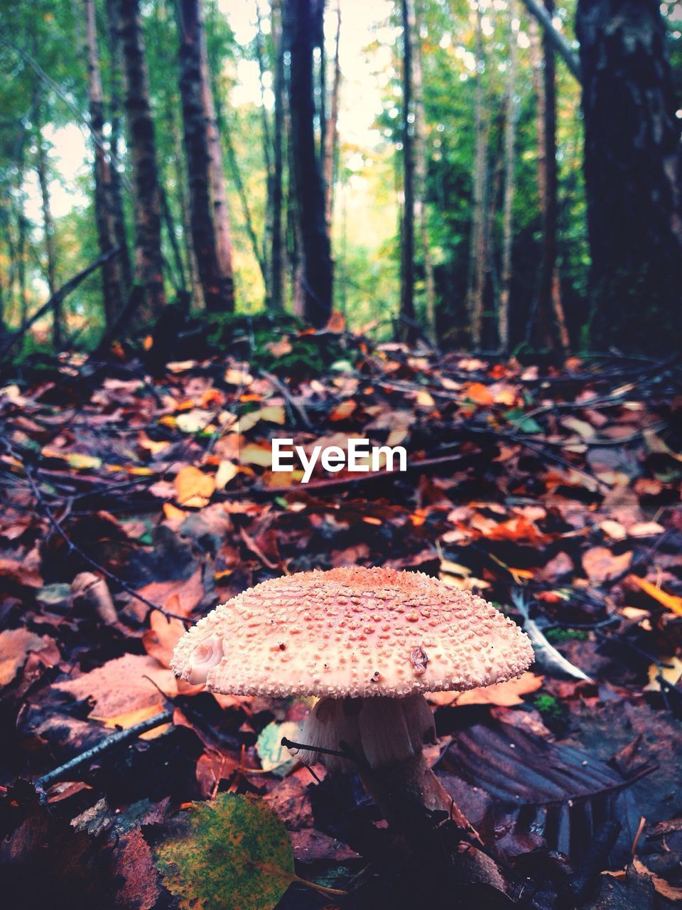 Close-up of mushroom on ground