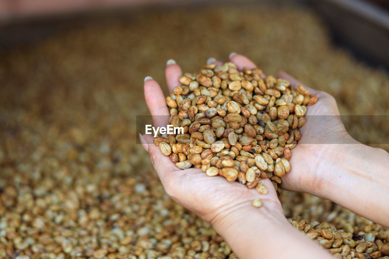 Close up farmer hand holding raw coffee bean for dry out