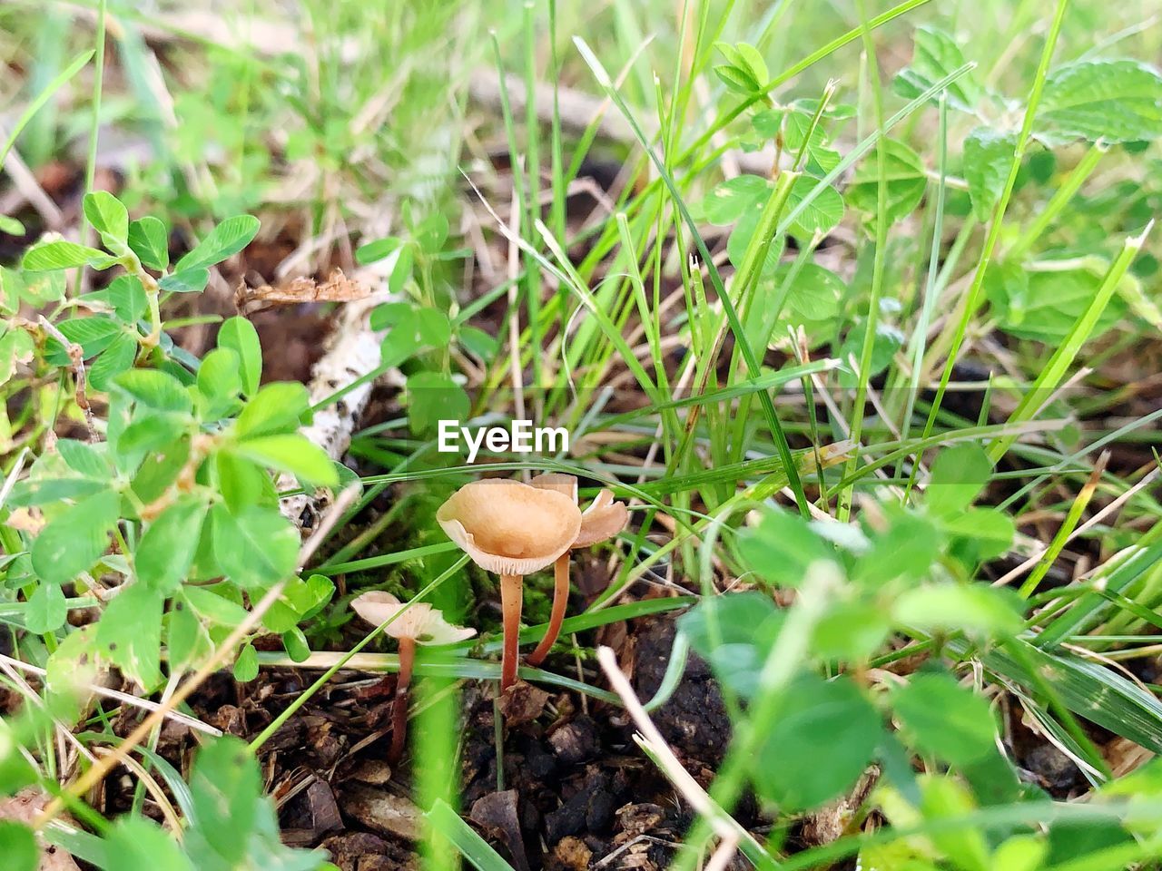 CLOSE-UP OF MUSHROOMS ON FIELD