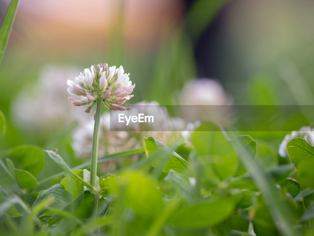 plant, flower, green, flowering plant, nature, freshness, beauty in nature, grass, close-up, selective focus, macro photography, meadow, growth, summer, environment, springtime, fragility, field, no people, land, outdoors, wildflower, plant part, blossom, sunlight, plain, leaf, food, landscape, vegetable, flower head, plant stem, environmental conservation, defocused, herb, macro, food and drink, medicine, botany, lawn, day, inflorescence, social issues, white, tranquility