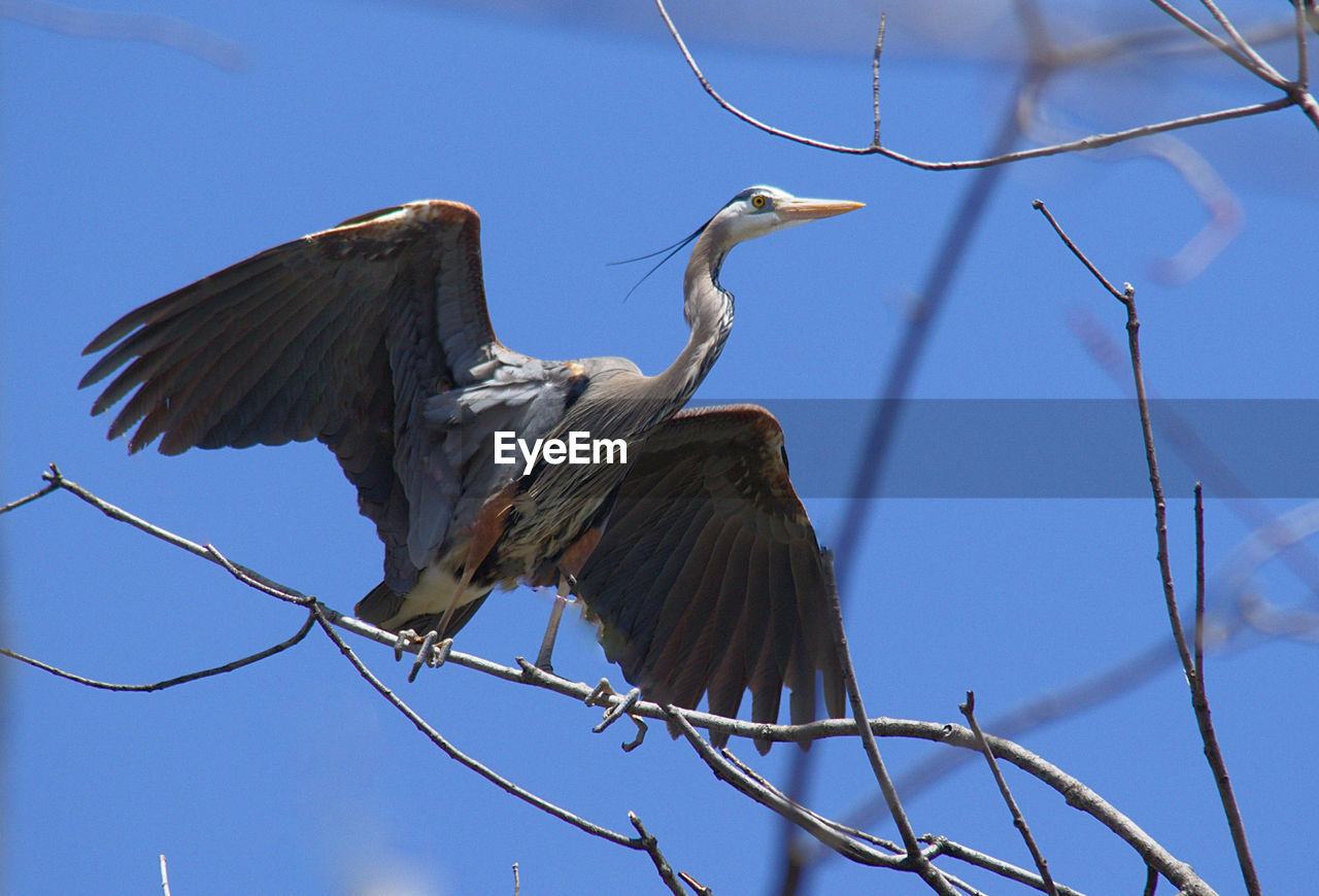 Low angle view of bird against clear blue sky