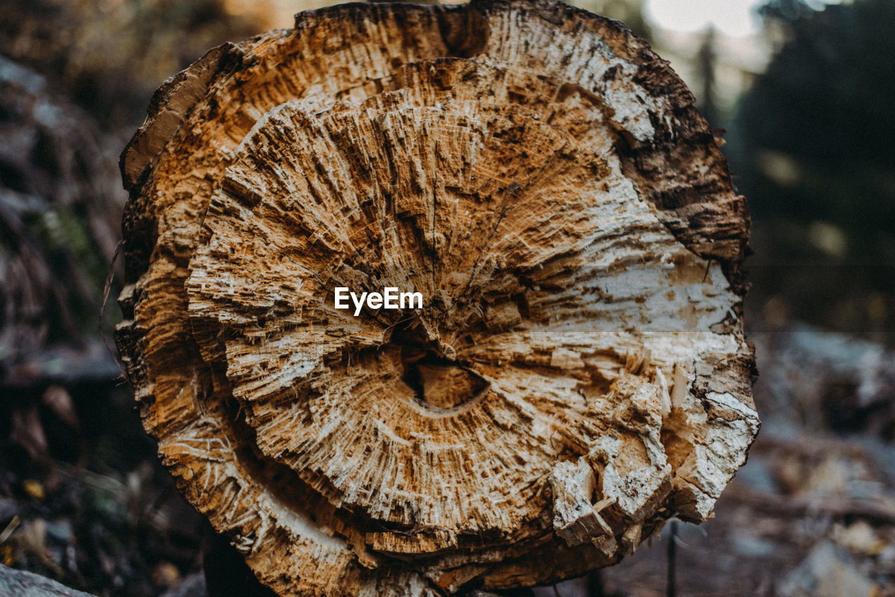 Close-up of tree stump