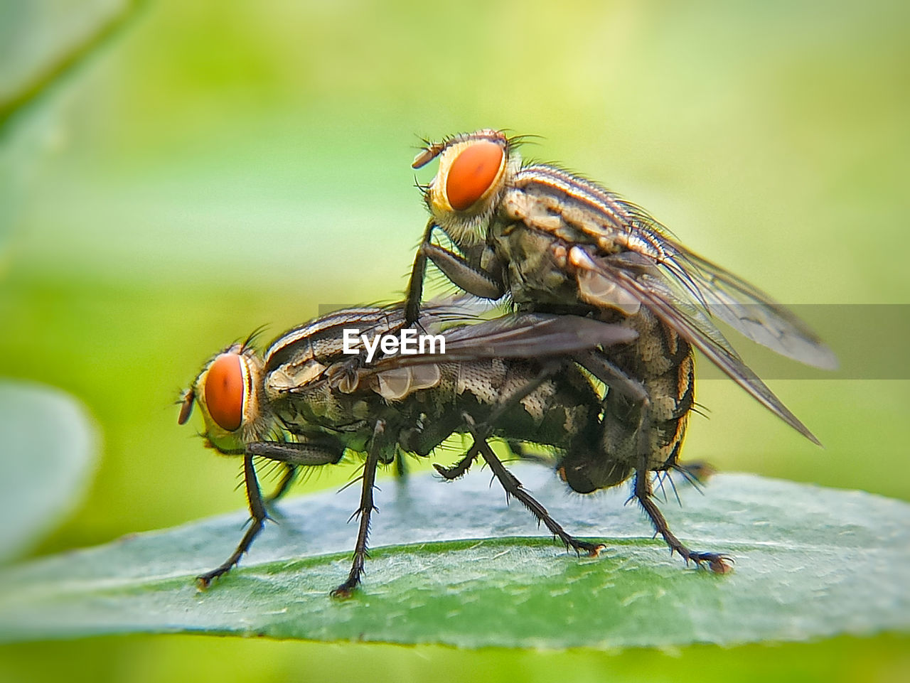 CLOSE-UP OF FLY