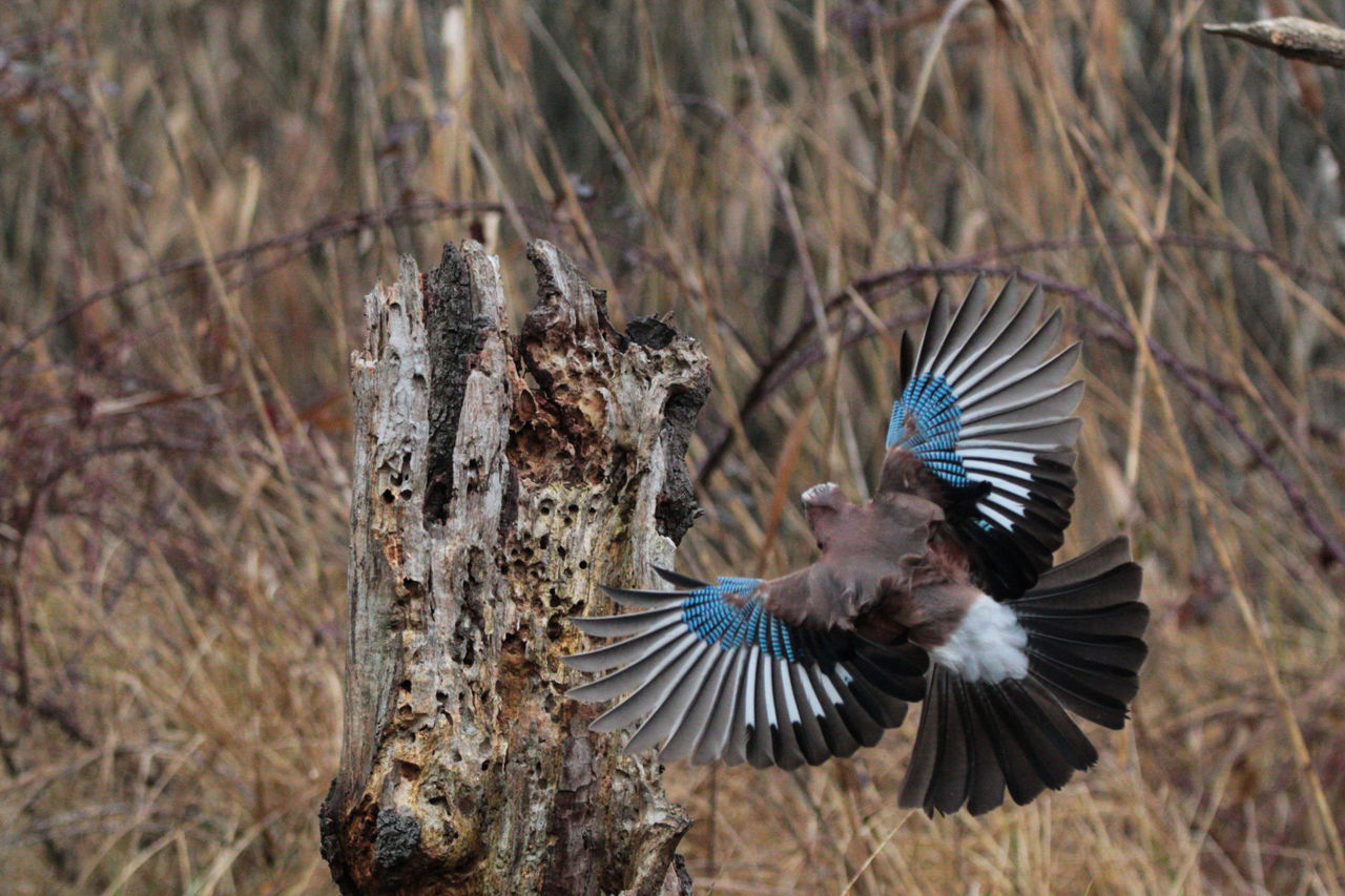 CLOSE-UP OF BIRD FLYING OVER TREES