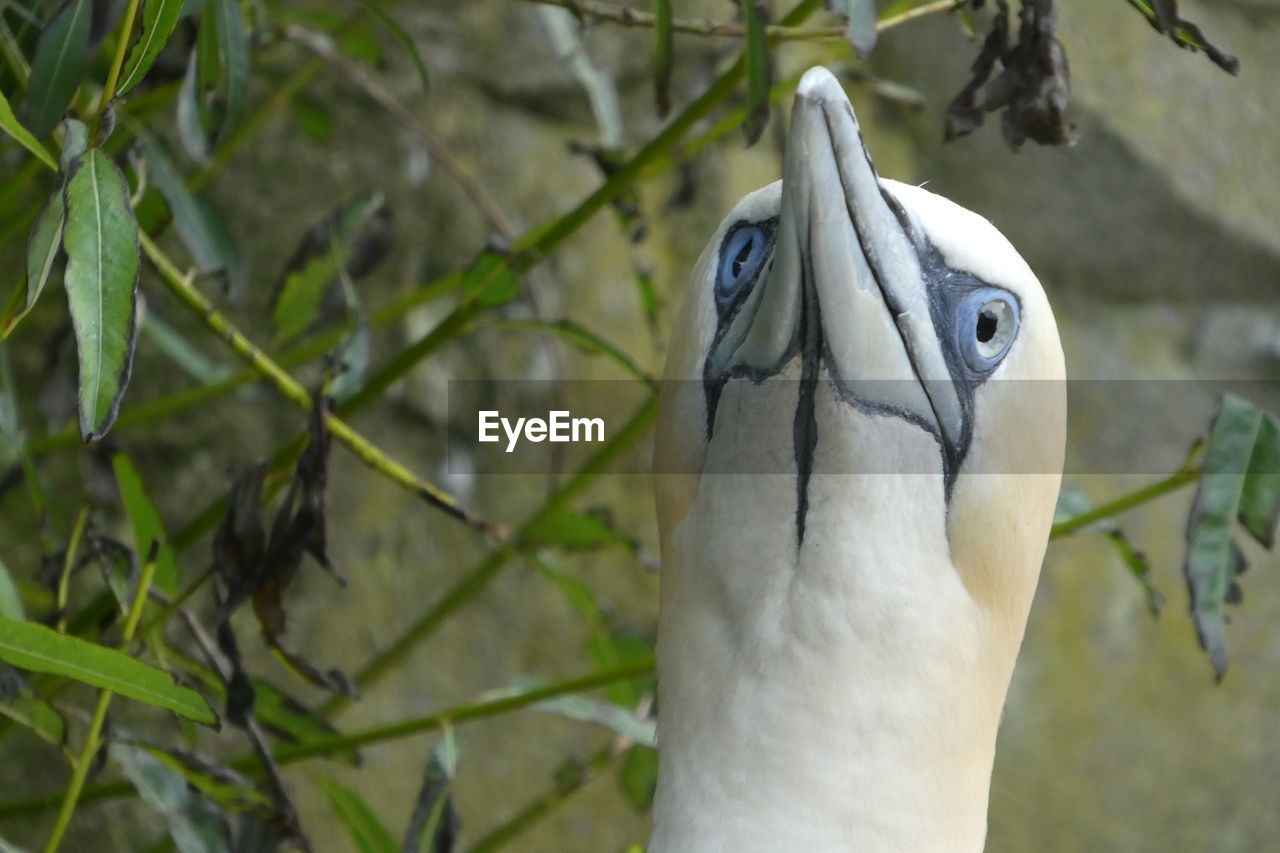 Close-up of a bird