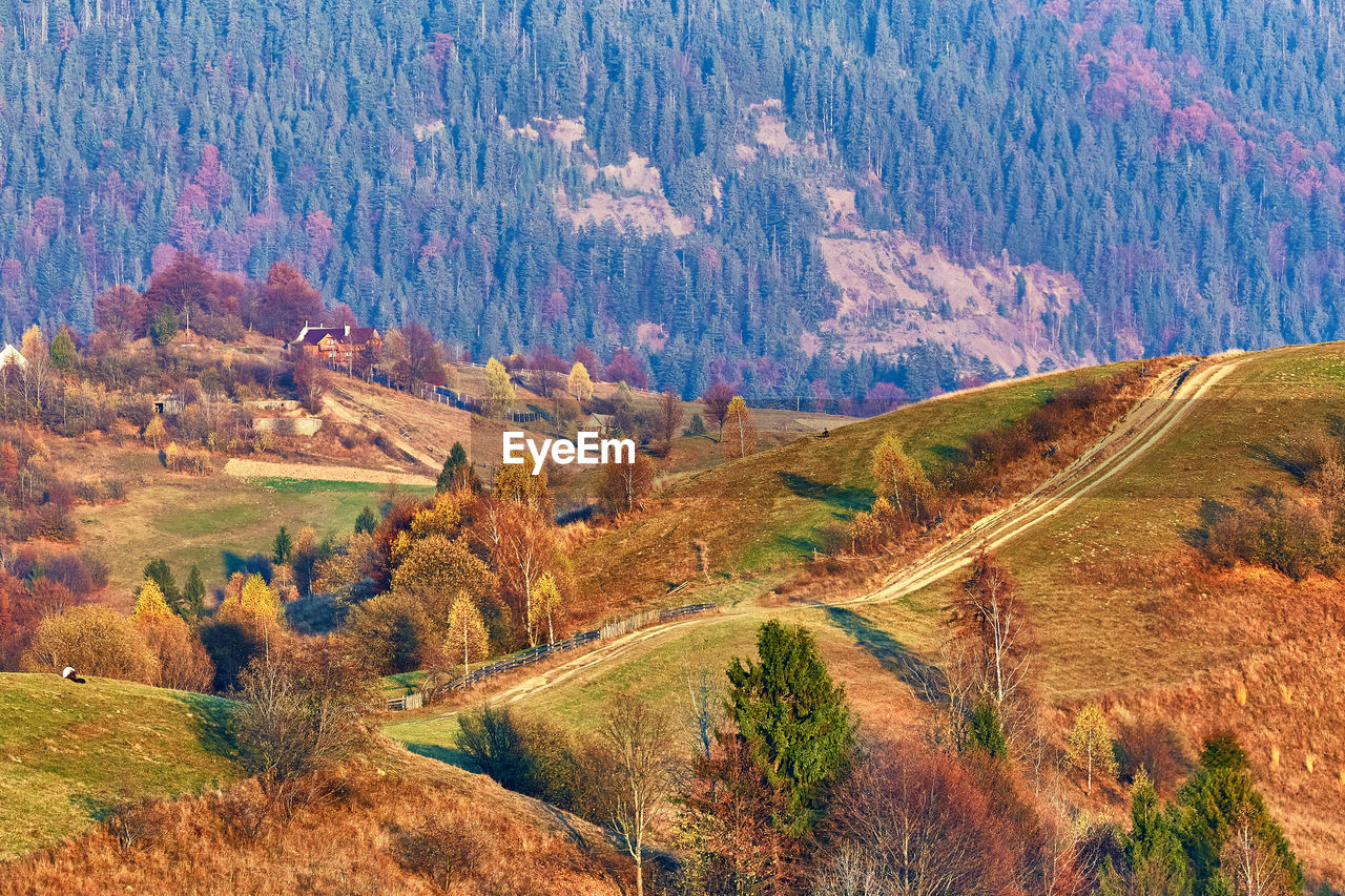 high angle view of trees on mountain