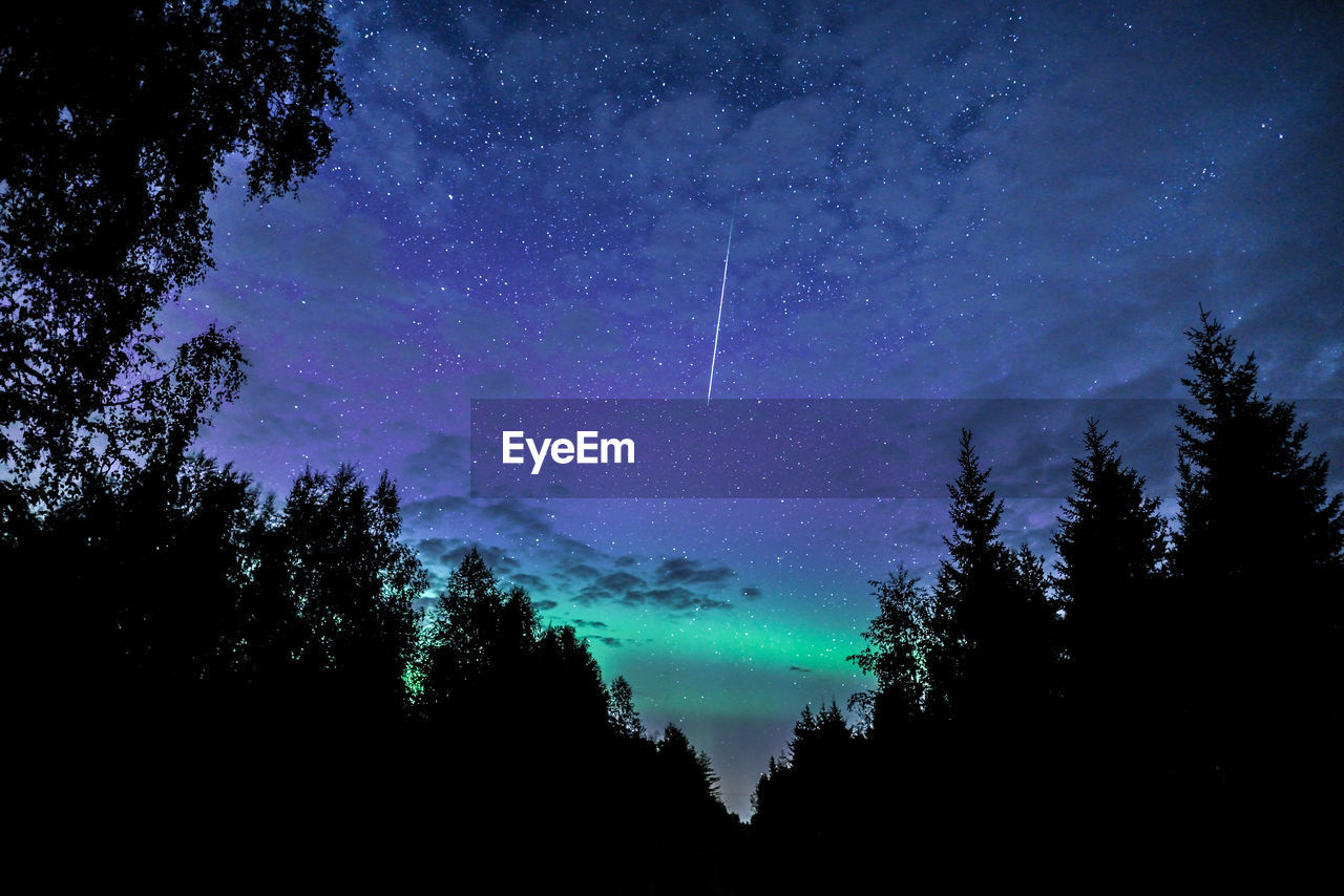 LOW ANGLE VIEW OF SILHOUETTE TREES AGAINST STAR FIELD