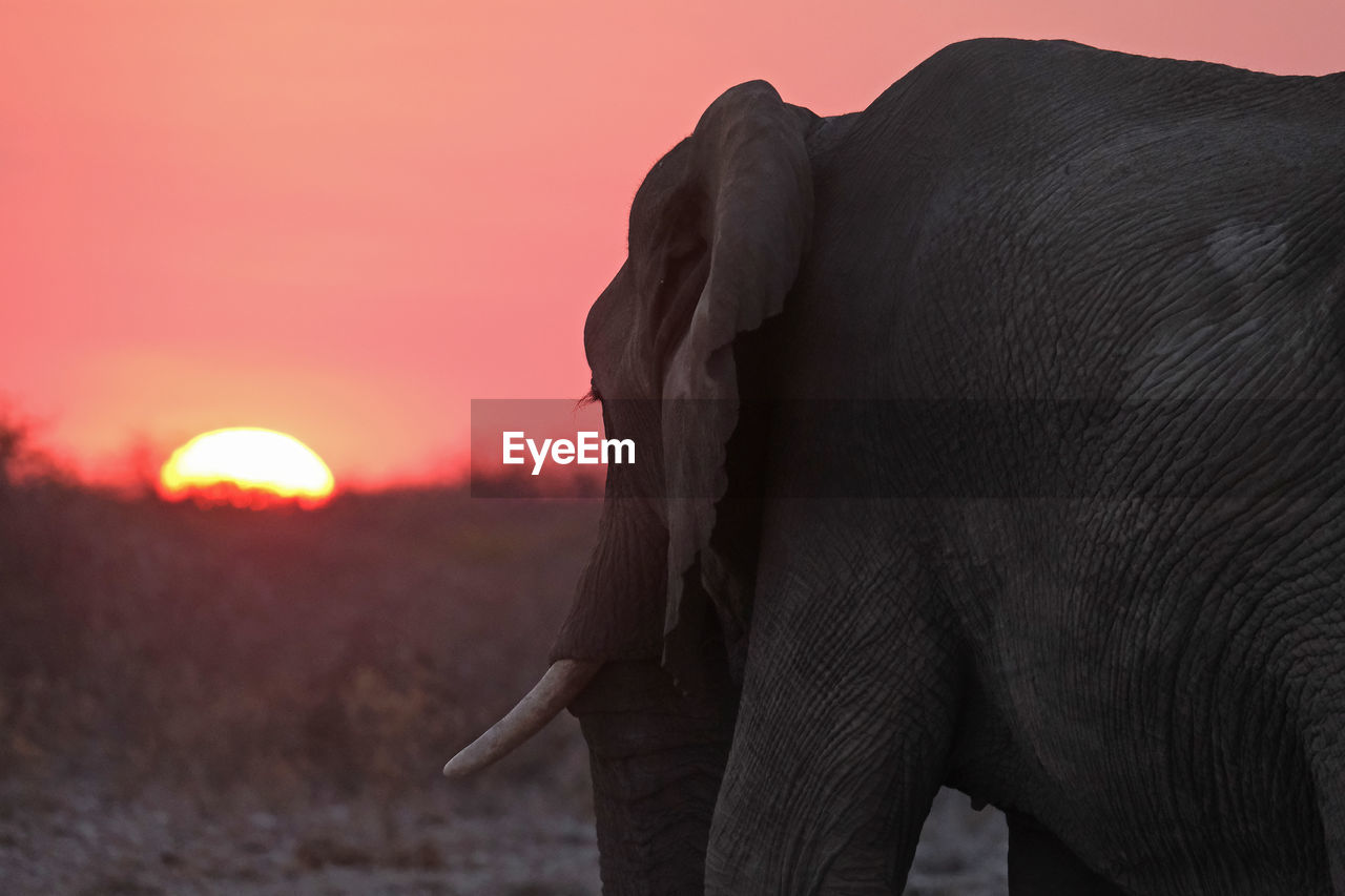 Sunset in etosha national park, namibia