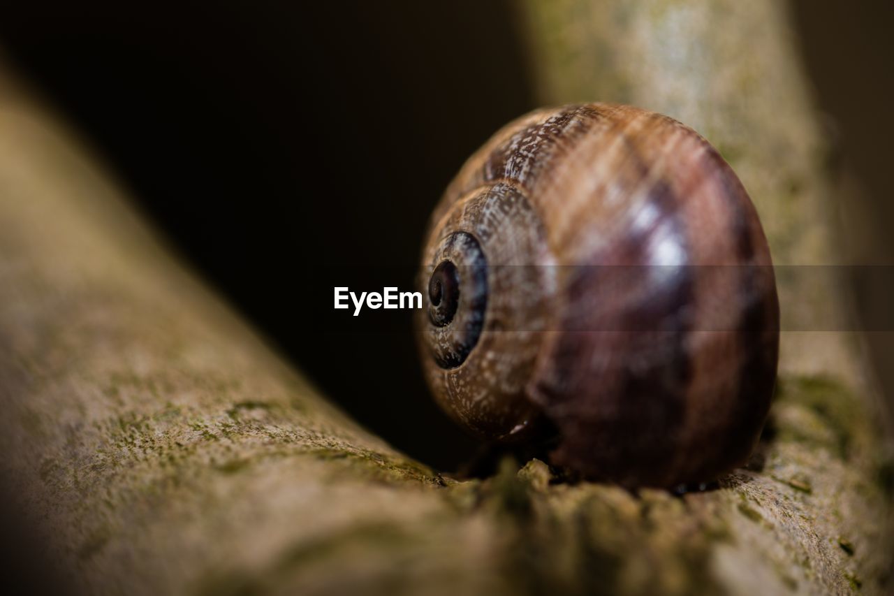 Close-up of snail