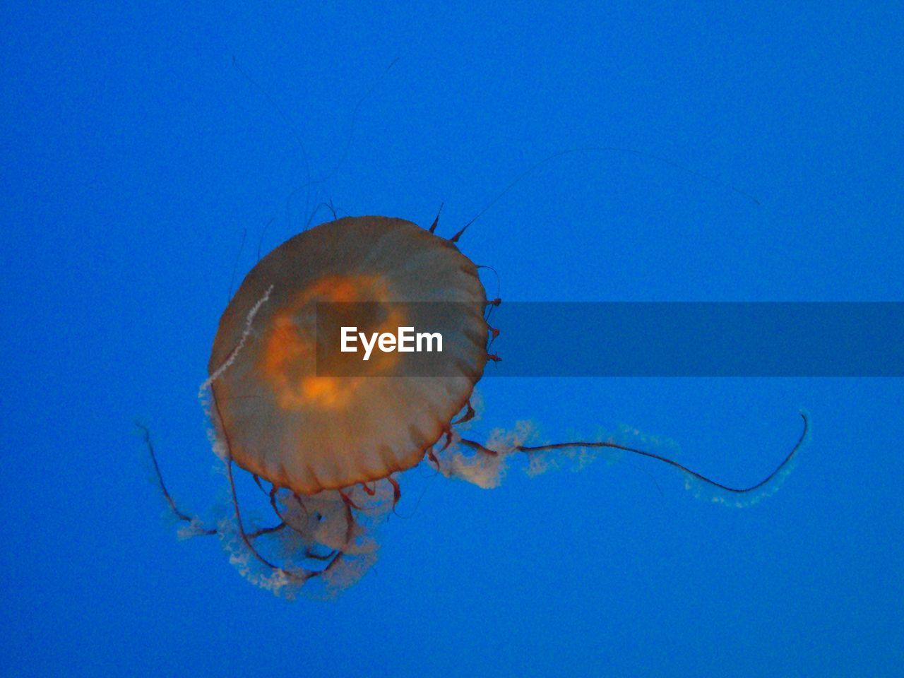 CLOSE-UP OF JELLYFISH AGAINST BLUE SKY