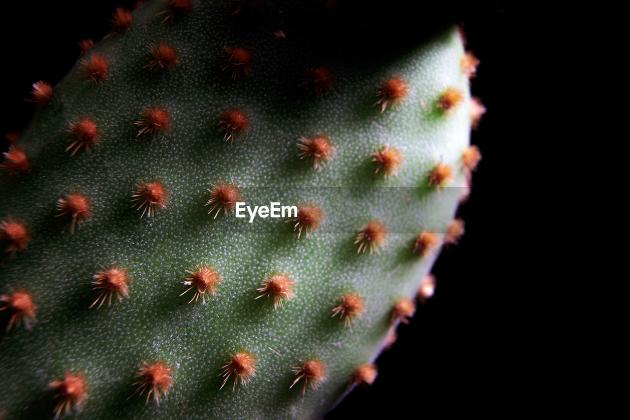 Shallow depth of field on opuntia microdasys cactus needle