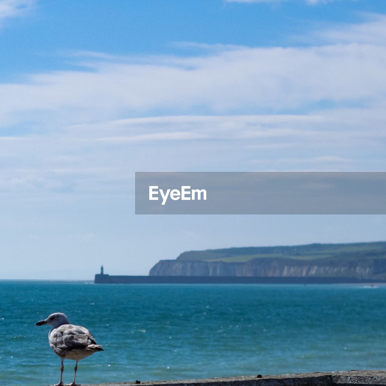 Birds perching on sea against sky