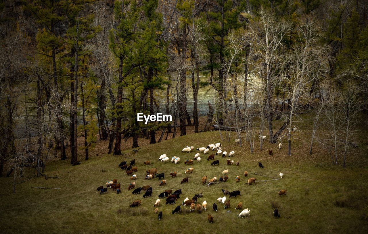 High angle view of sheep amidst trees by lake in forest