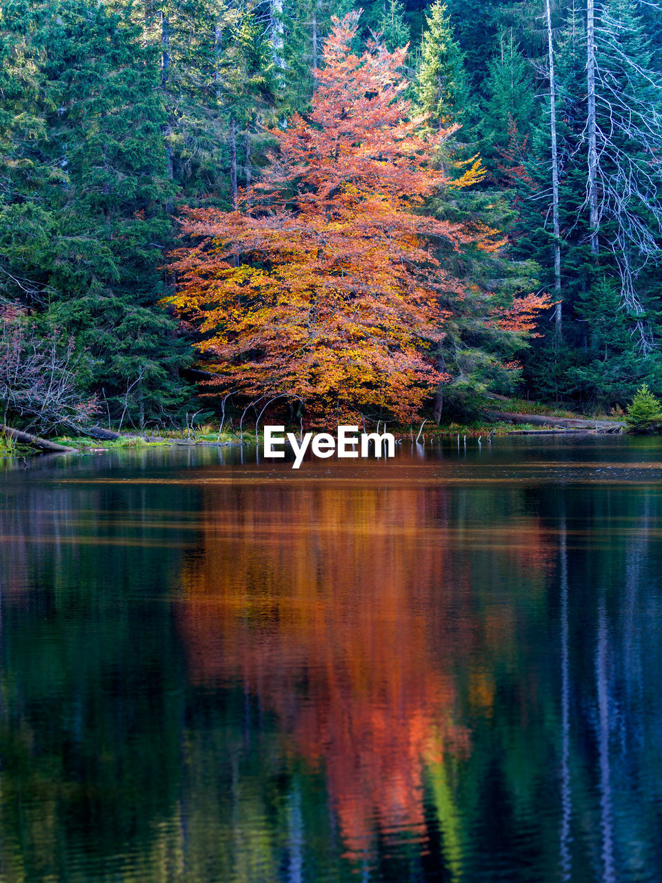 Autumn trees by lake in forest