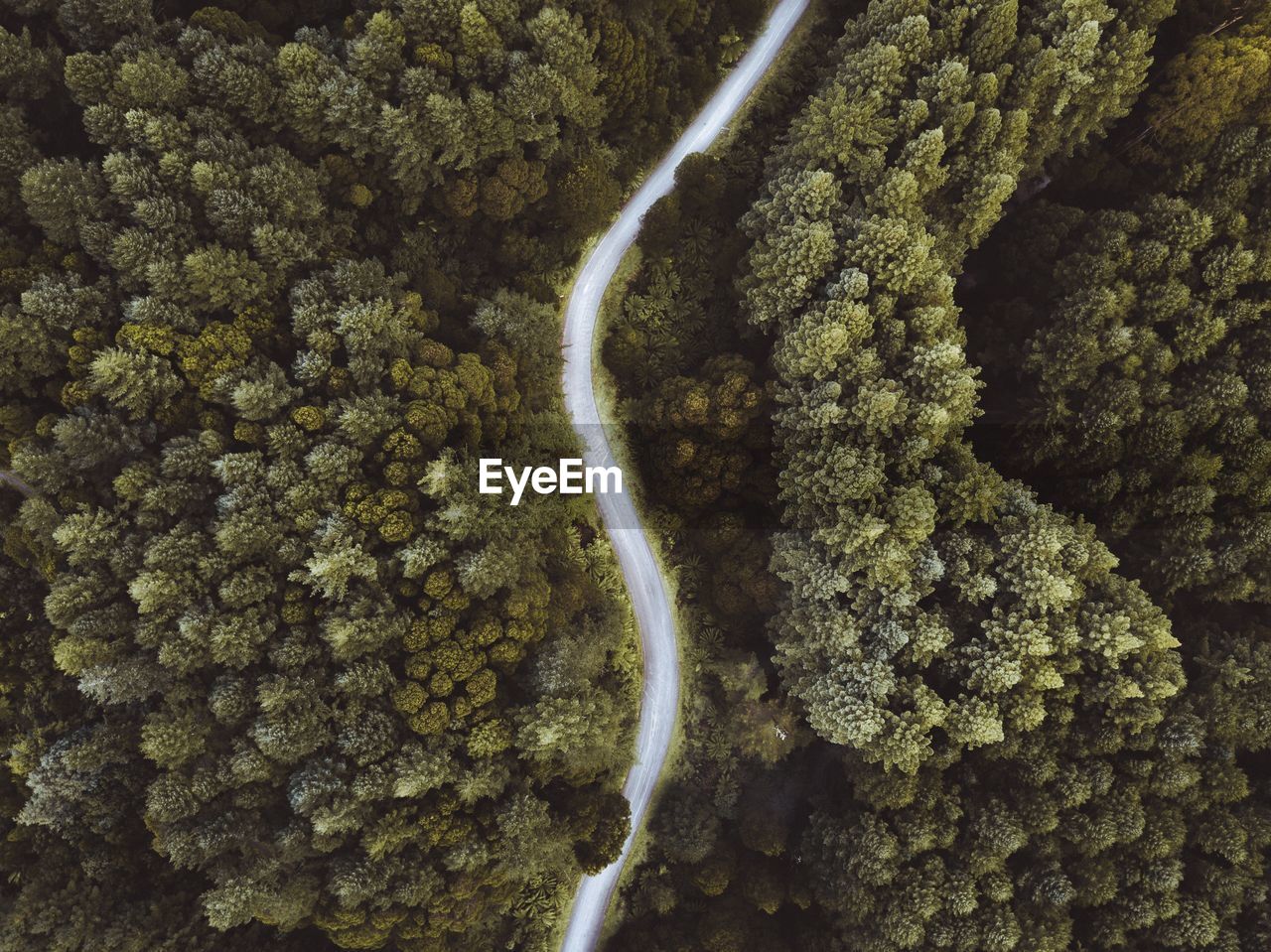 Drone view of curved road amidst trees